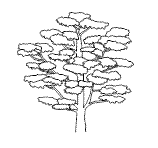 Baum