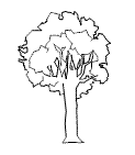 Baum1