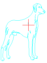 dobermann