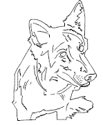 schaferhund