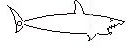 shark