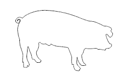 schwein