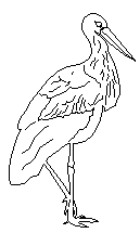 Storch